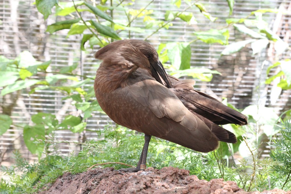 Hammerkop