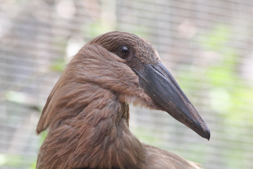 Hammerkop