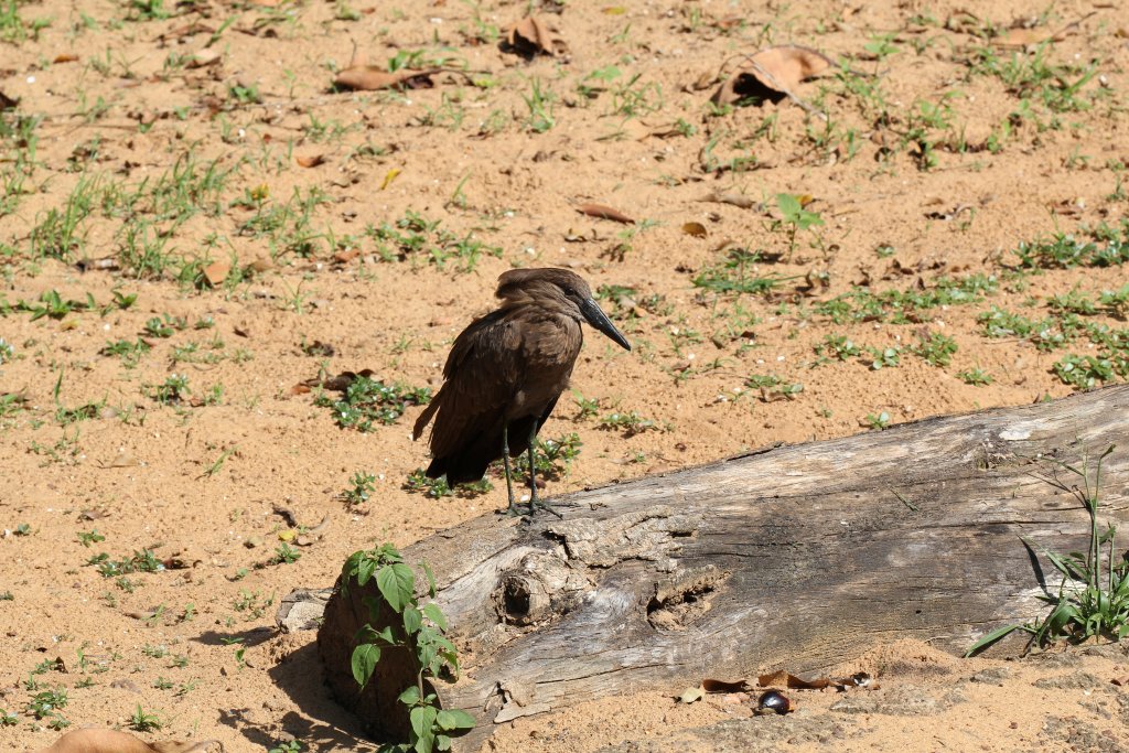 Hammerkop