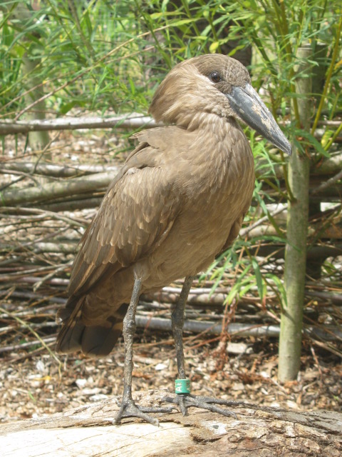 Hammerkop