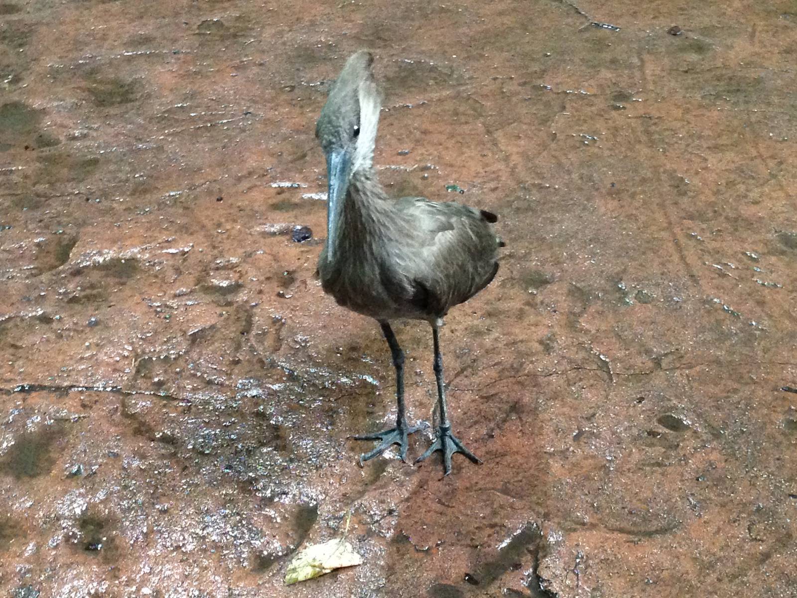 Hammerkop