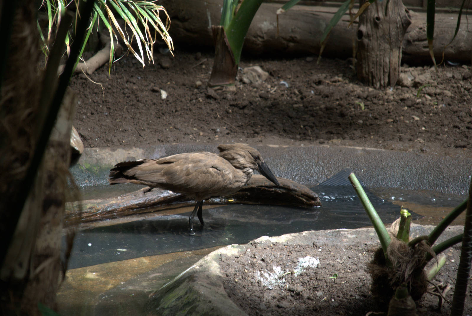 Hammerkop