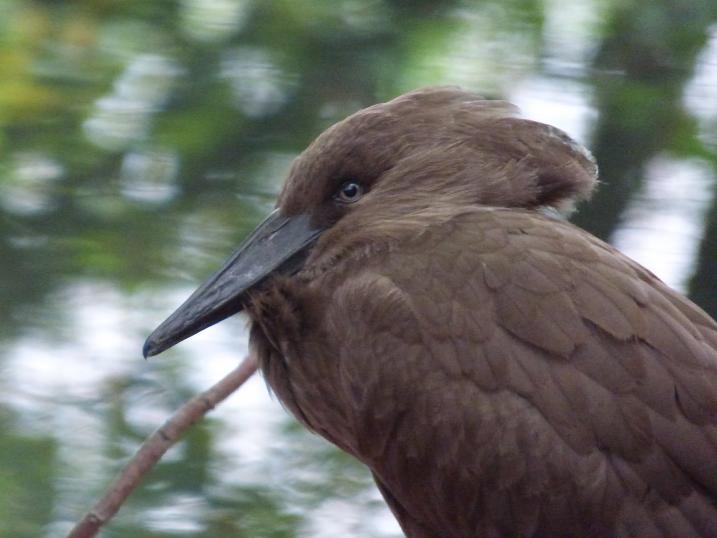 Hammerkop