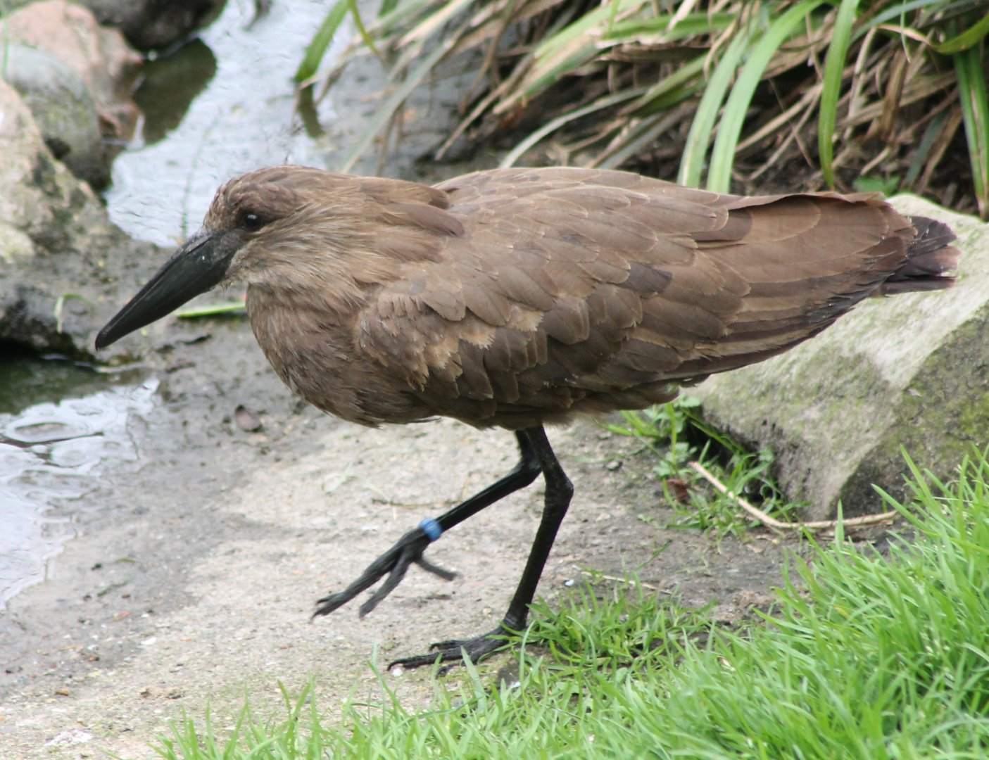 Hammerkop