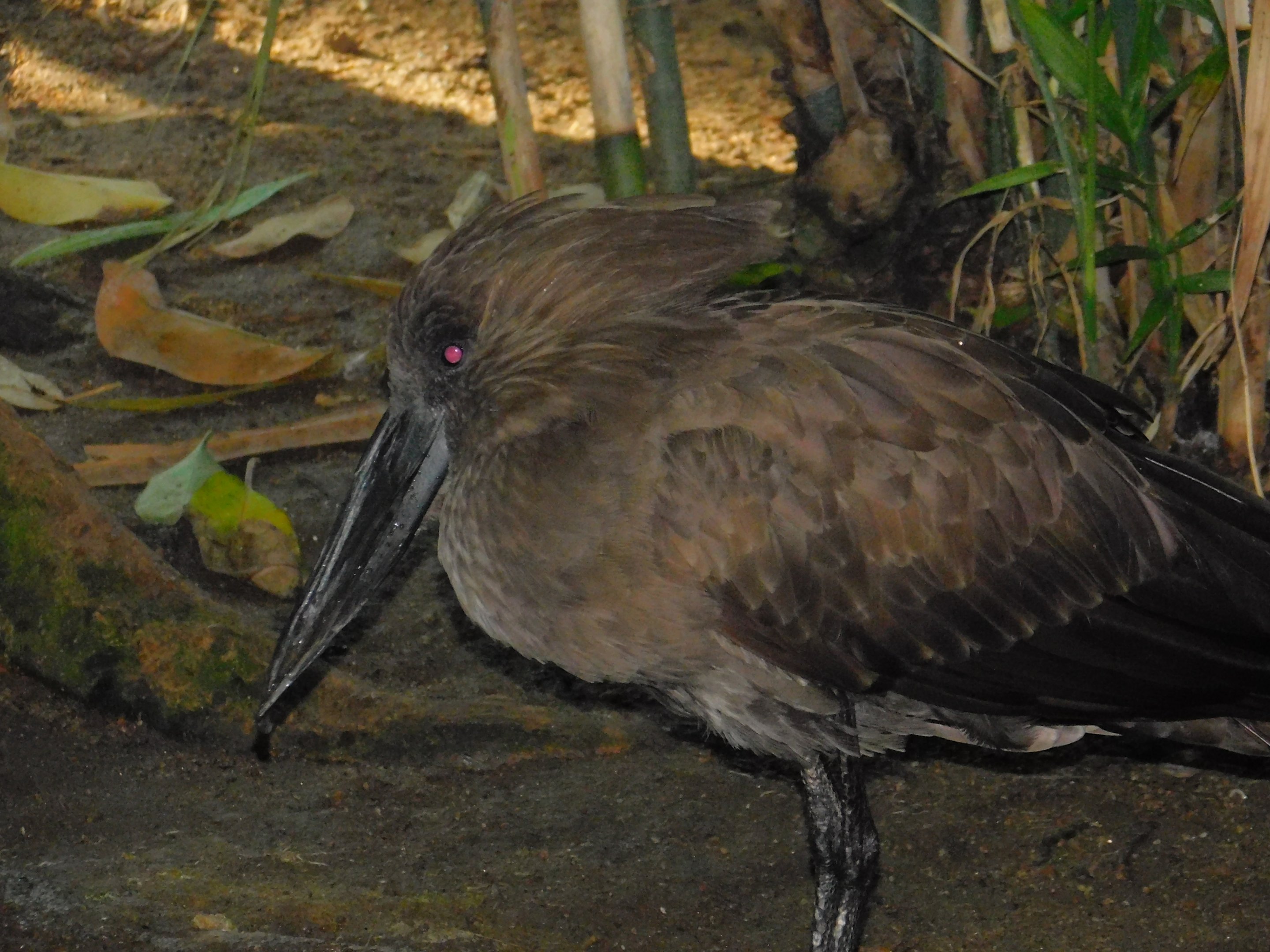 Hammerkop