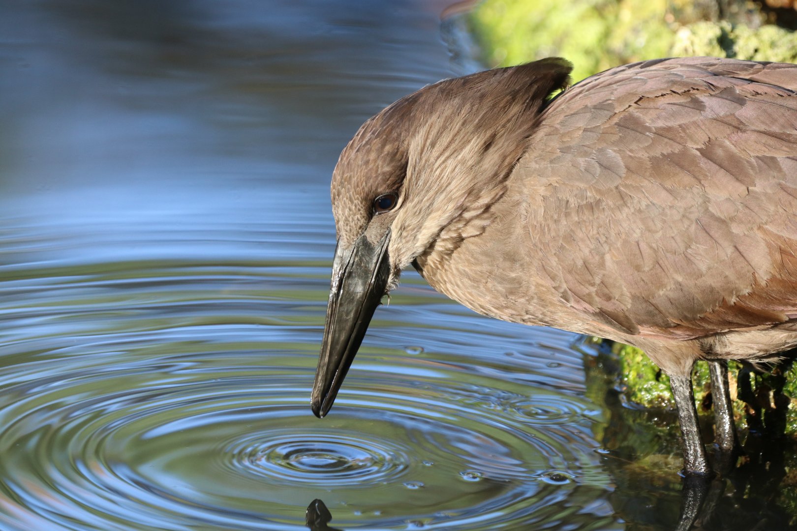 Hammerkop