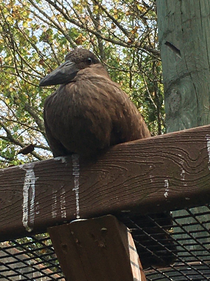 Hammerkop