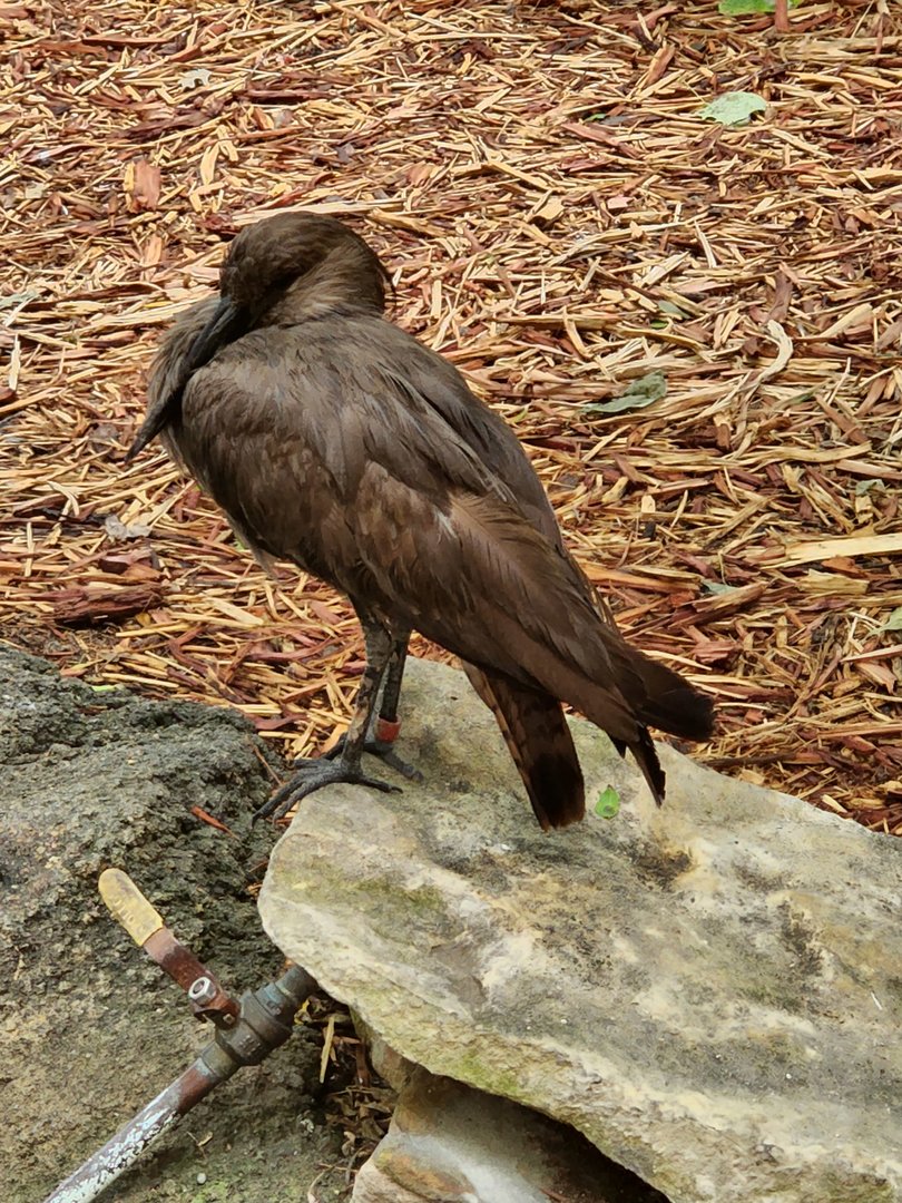 Hammerkop