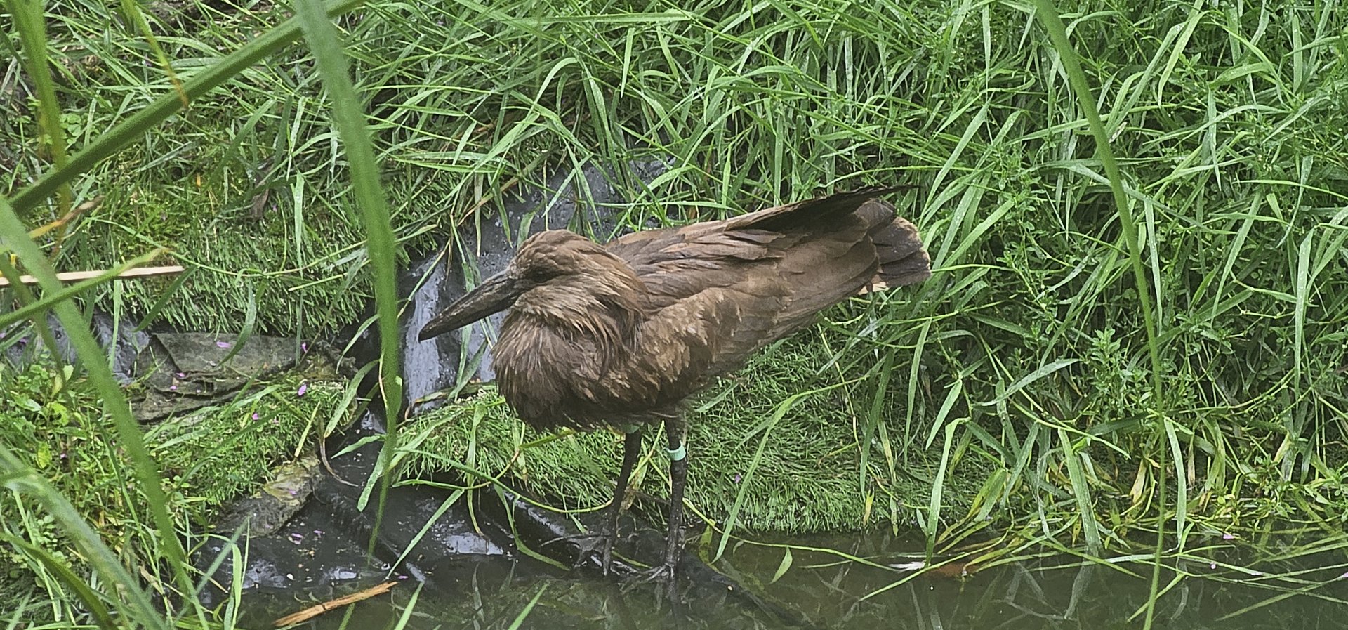 Hammerkop