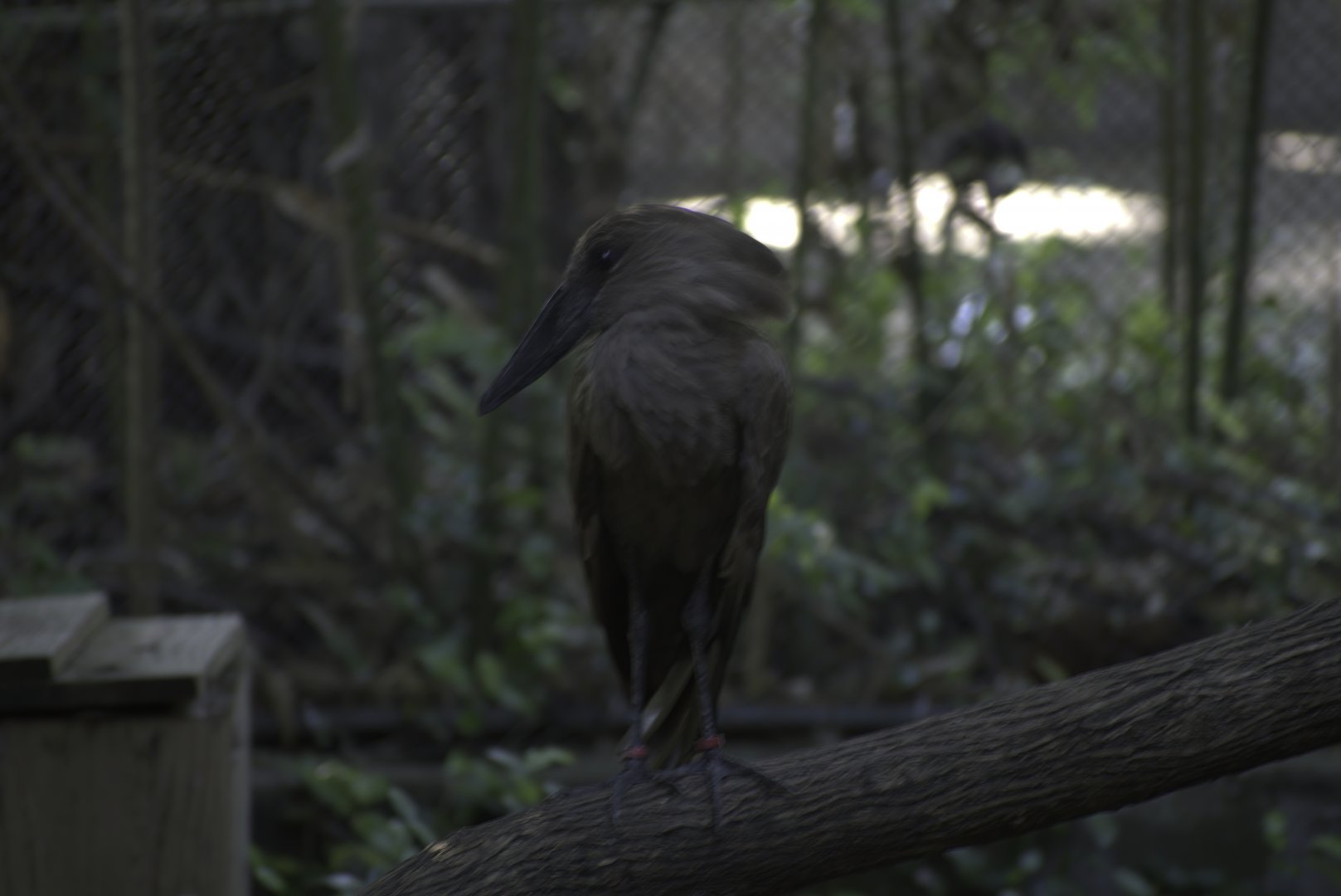 Hammerkop