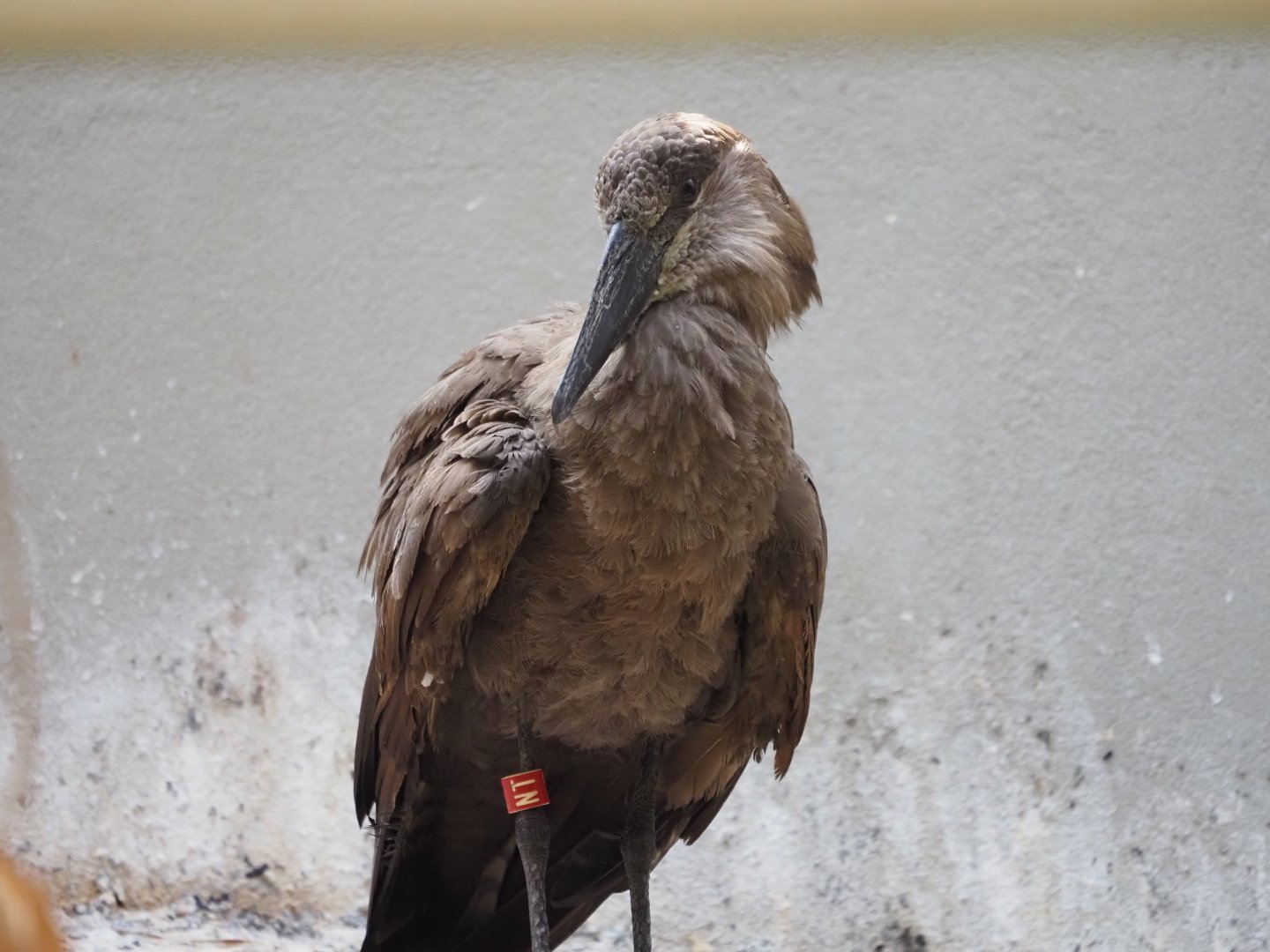 Hammerkop