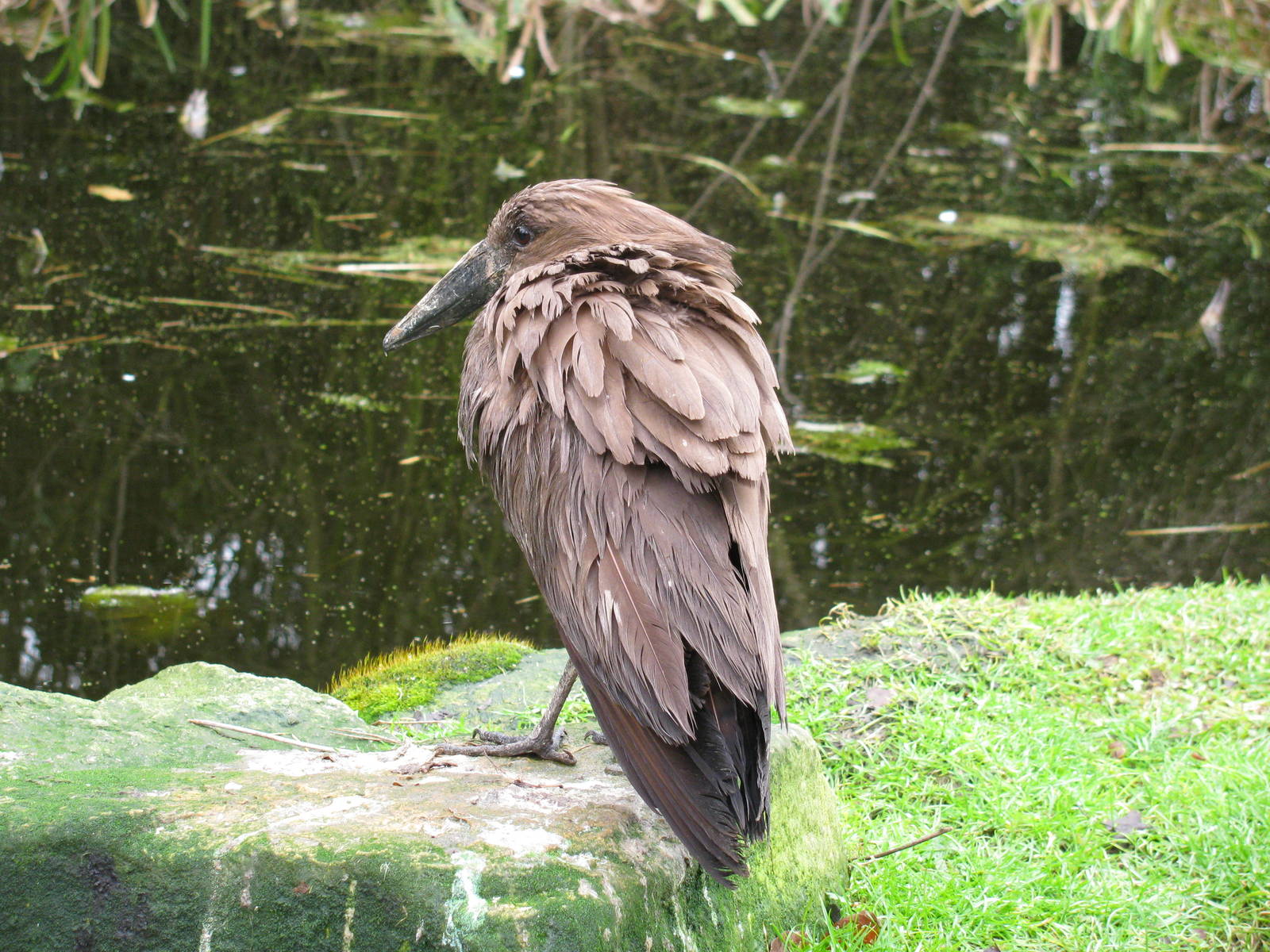 Hammerkop