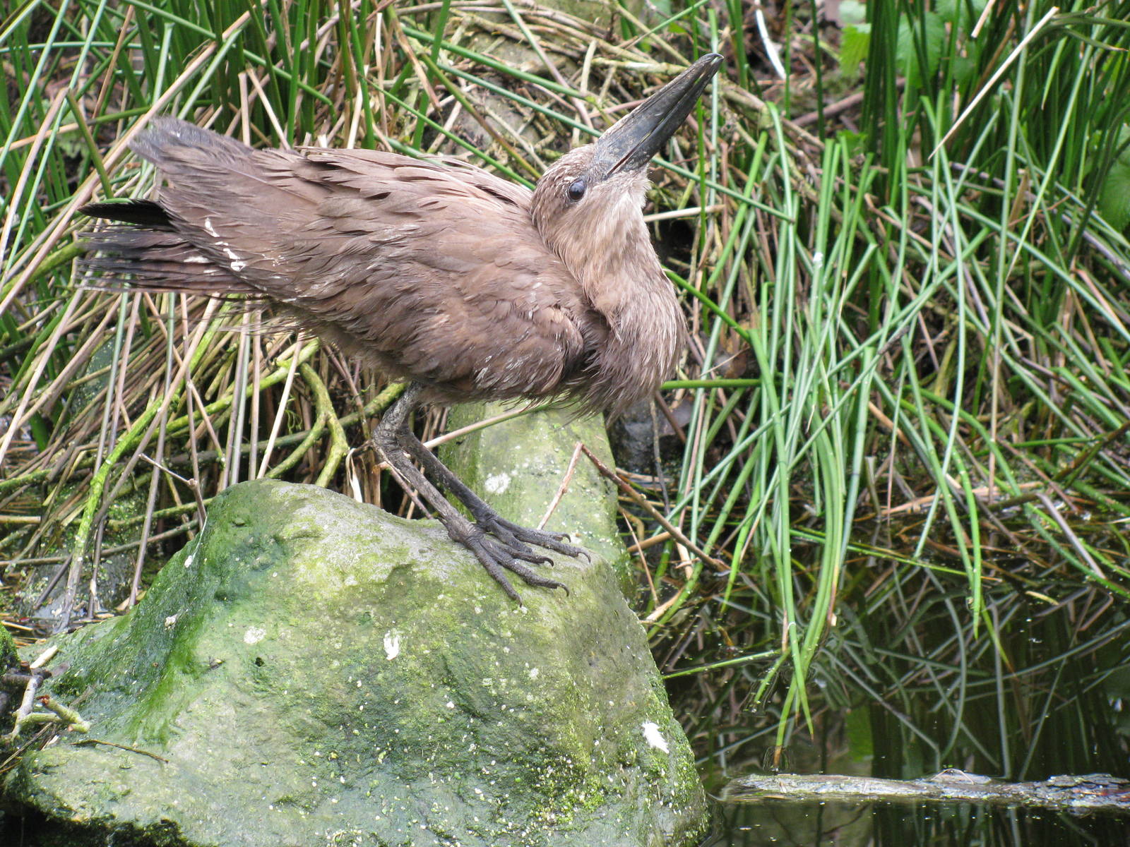 Hammerkop