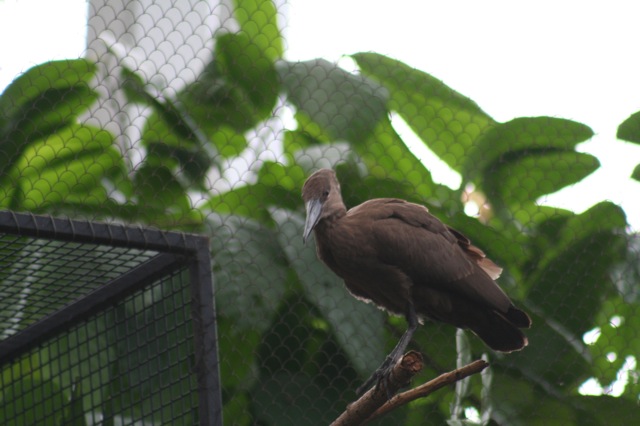 Hammerkop