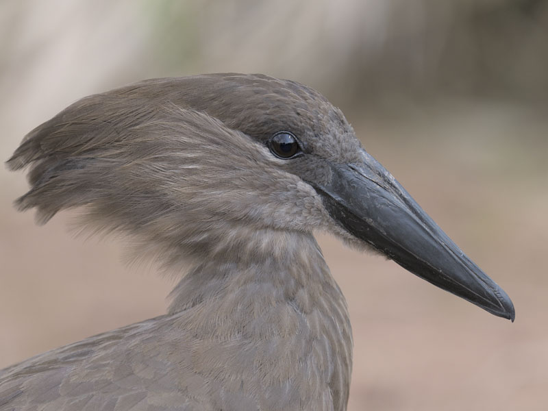Hammerkop