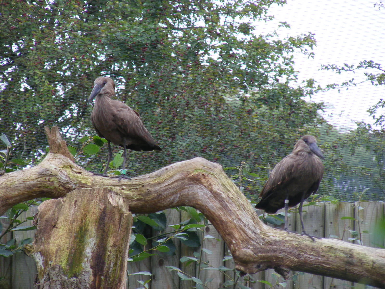 Hammerkops at Marwell Wildlife, 9 October 2010
