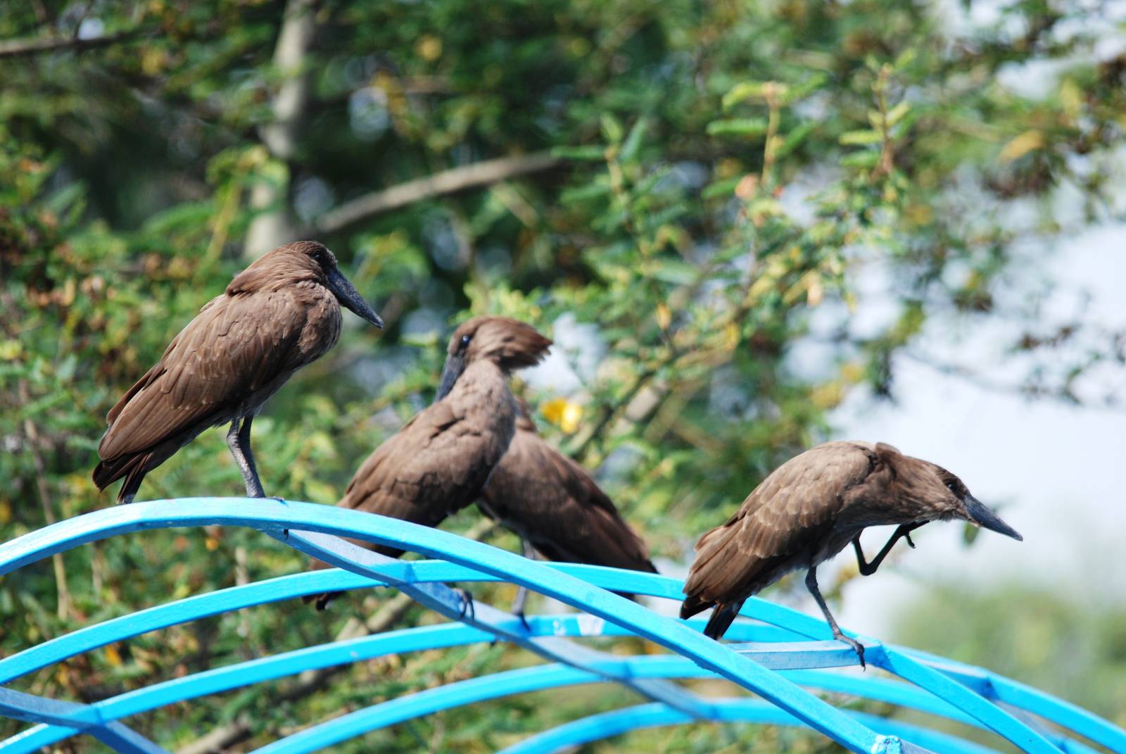 Hammerkops at Ziway, 13/10/14