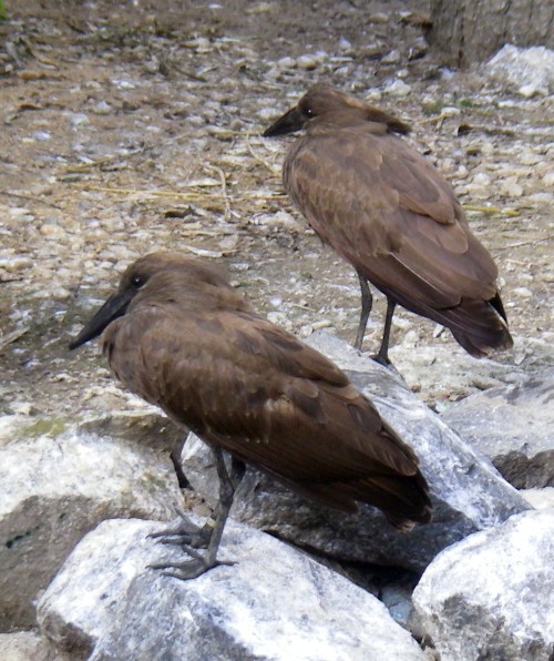 Hammerkops (Scopus umbretta)