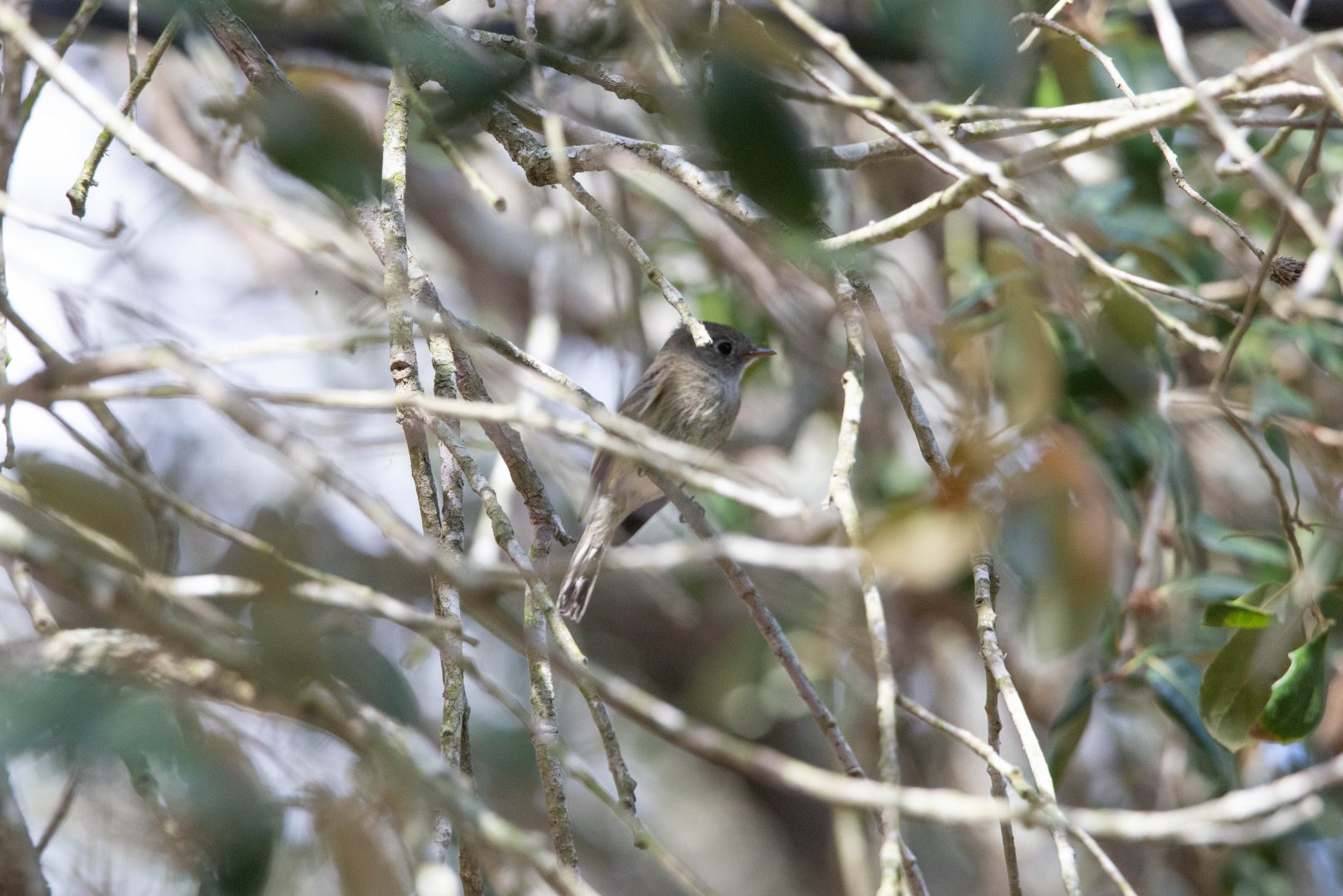 Hammond's Flycatcher- Empidonax hammondii
