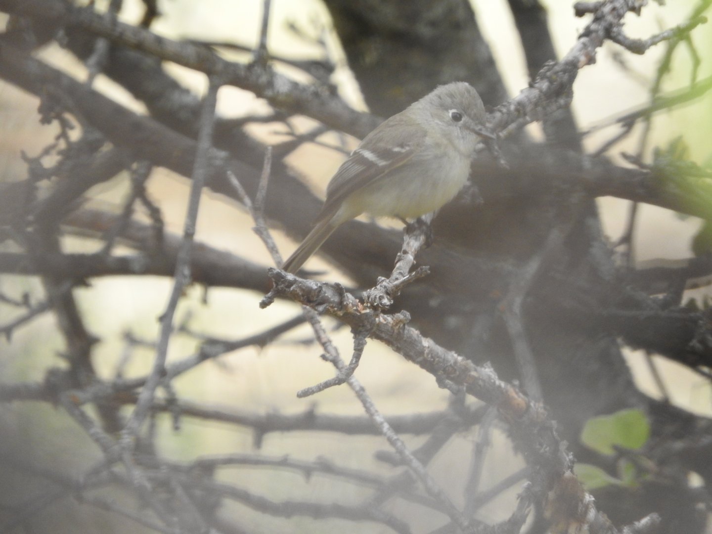 Hammond's Flycatcher