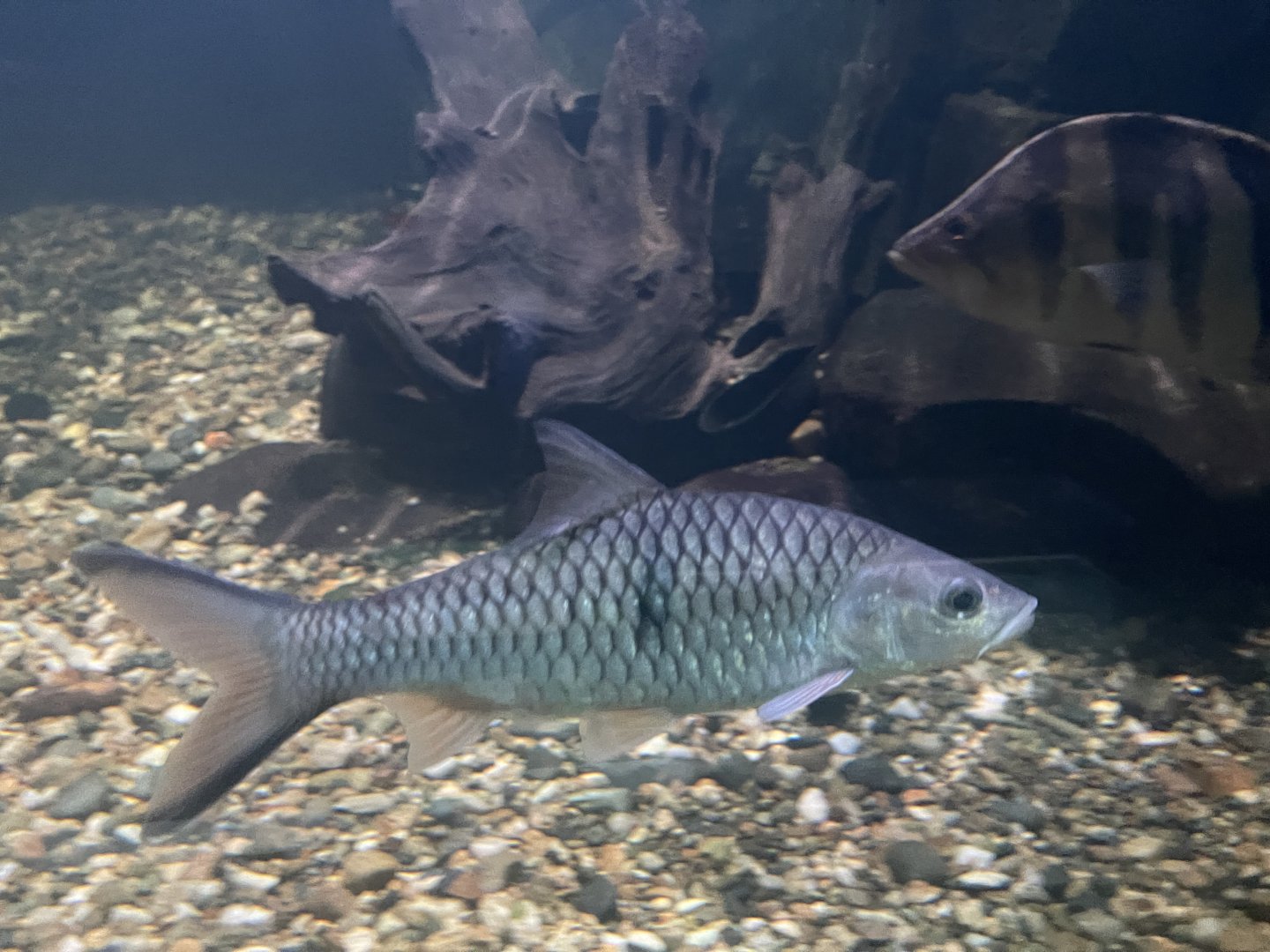 hampala barb (hampala macrolepidota) - dunia air tawar