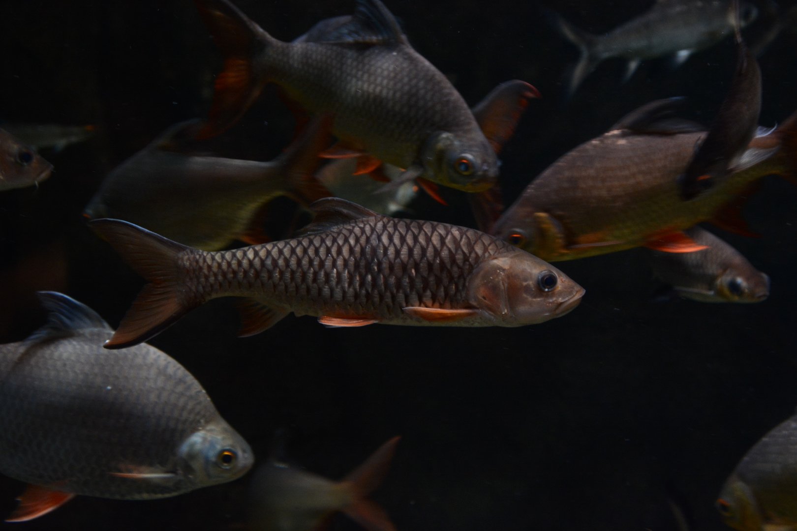 Hampala barb (Hampala macrolepidota)