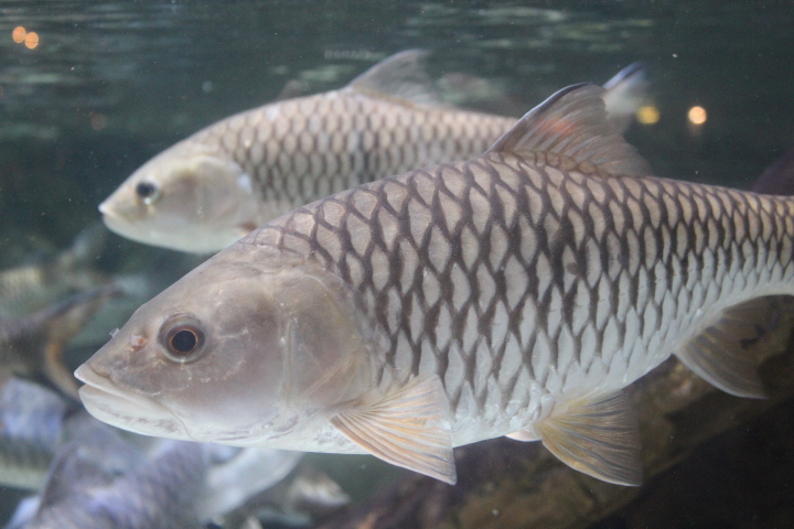 Hampala barb (Hampala macrolepidota)