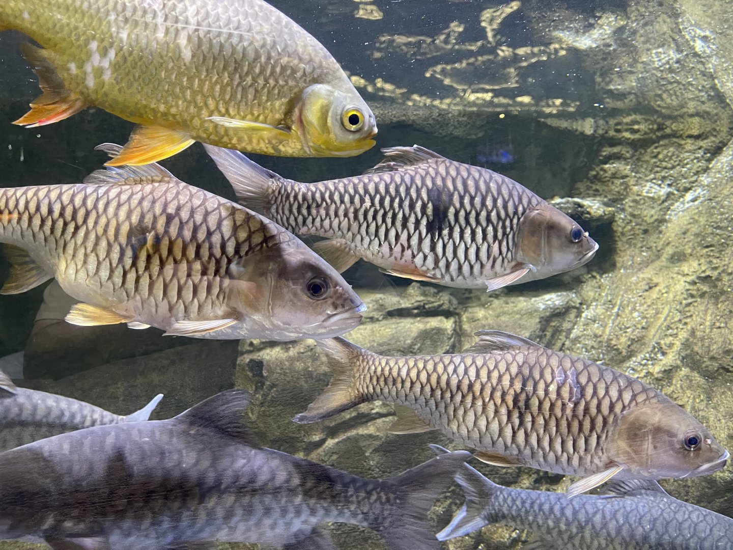 hampala barbs (hampala macrolepidota)