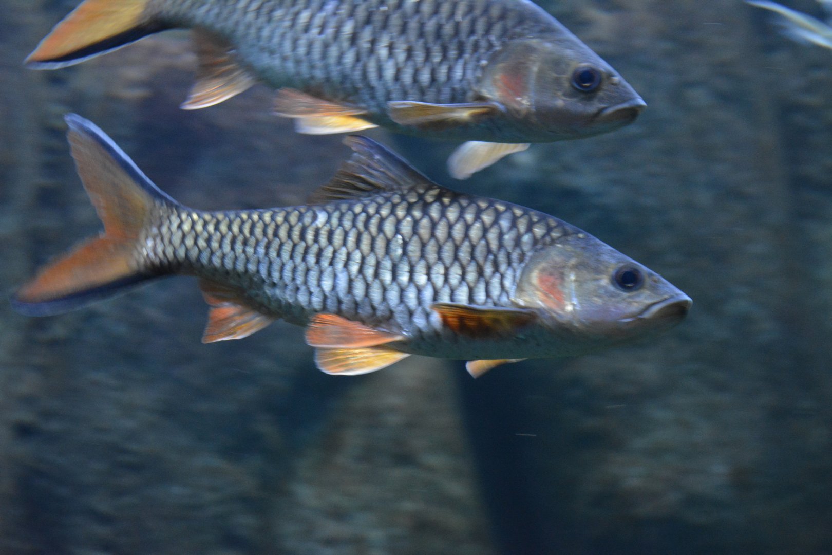 Hampala macrolepidota