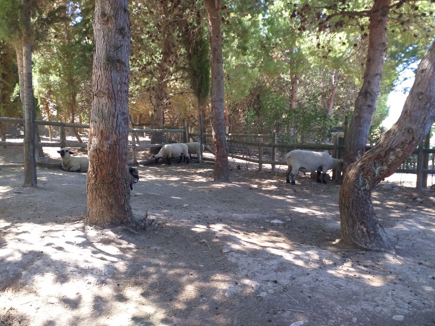 Hampshire sheep exhibit -Sendaviva (2020)