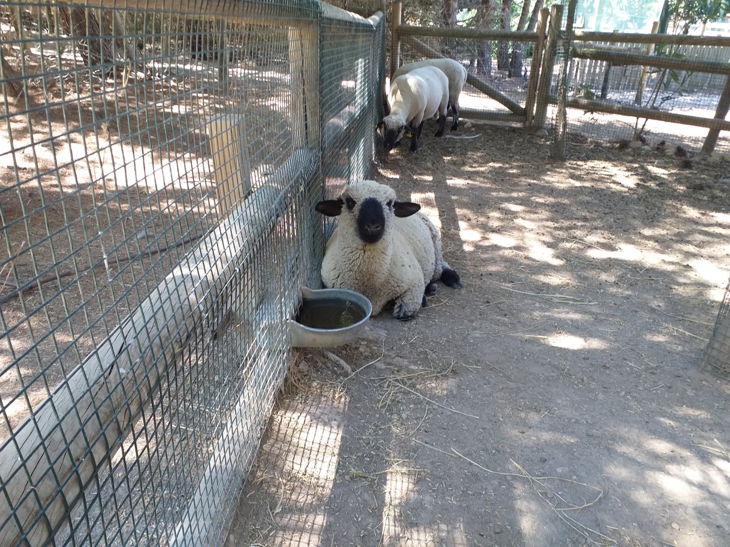 Hampshire sheep -Sendaviva (2020)