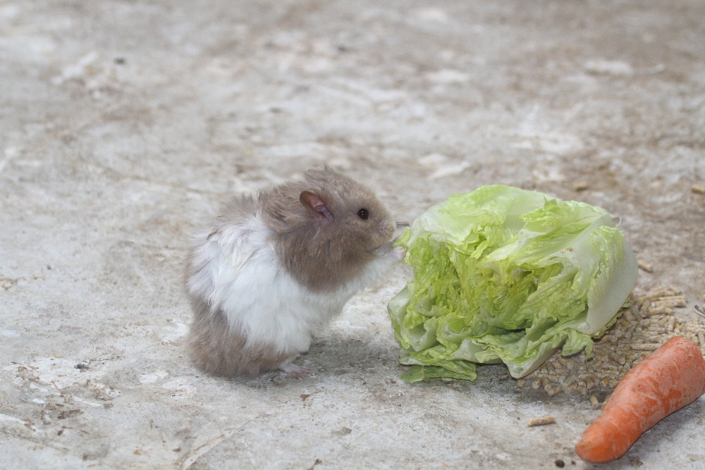 hamster Mashhad Zoo