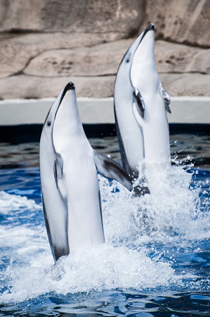 Hana and Helen, Pacific white-sided dolphin (Lagenorhynchus obliquidens)