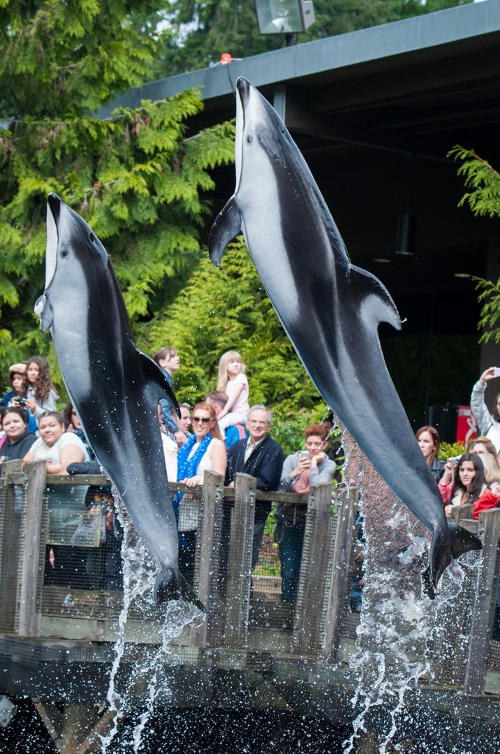 Hana and Helen, Pacific white-sided dolphin (Lagenorhynchus obliquidens)