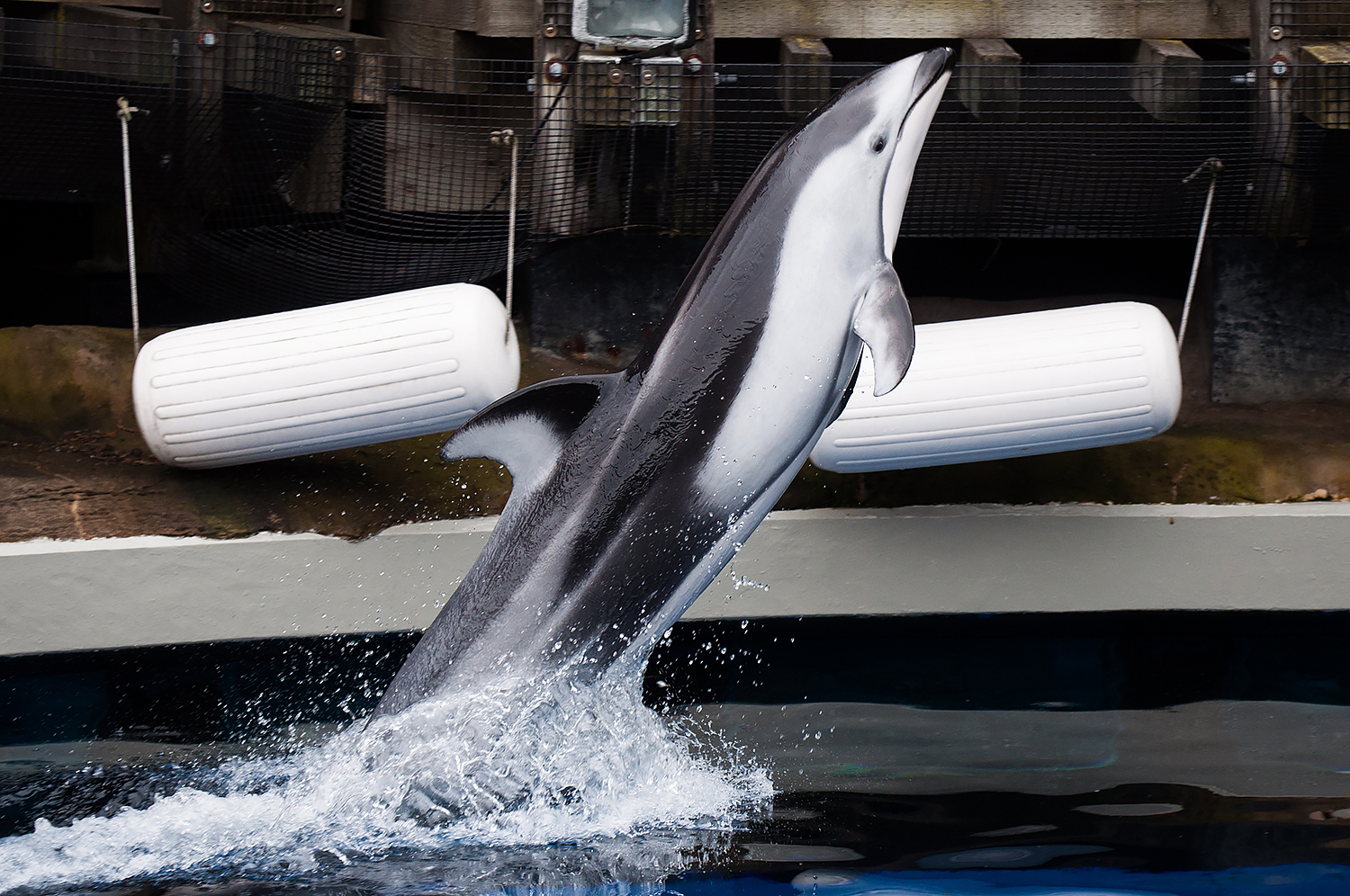 Hana, Pacific white-sided dolphin (Lagenorhynchus obliquidens)
