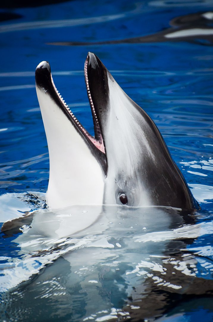 Hana, Pacific white-sided dolphin (Lagenorhynchus obliquidens)