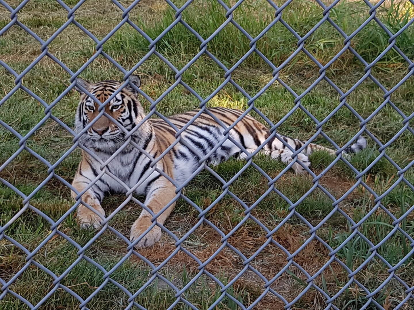 Hana - Siberian Tiger