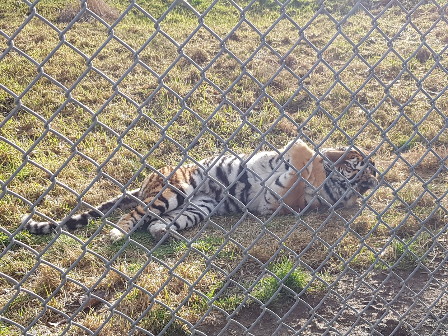 Hana (Siberian Tiger)