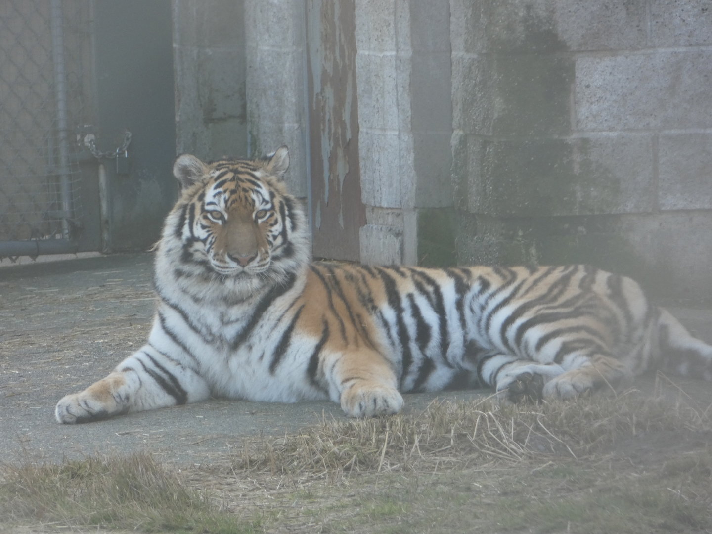 Hana (Siberian tiger)