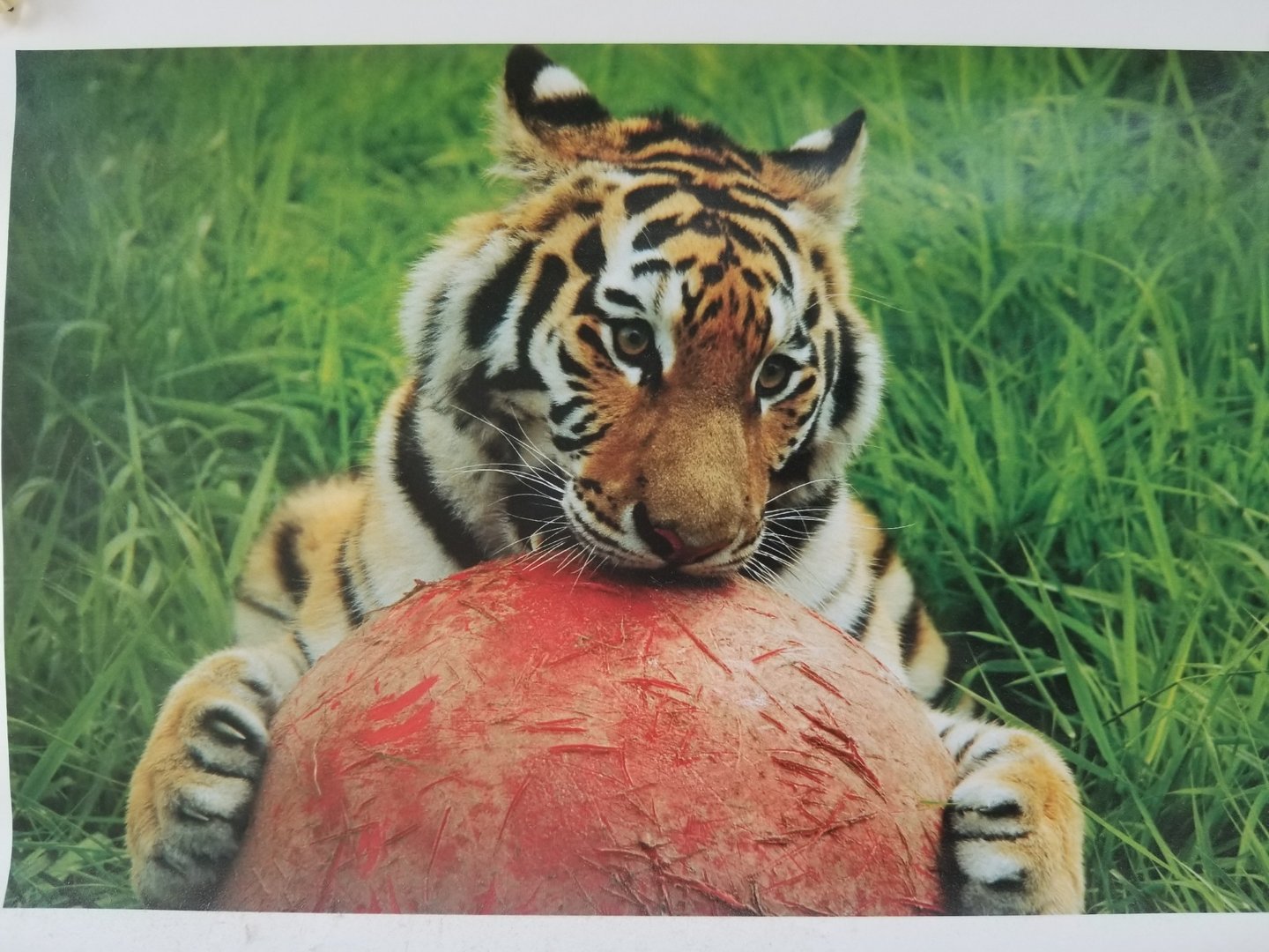 Hana (Siberian tiger)