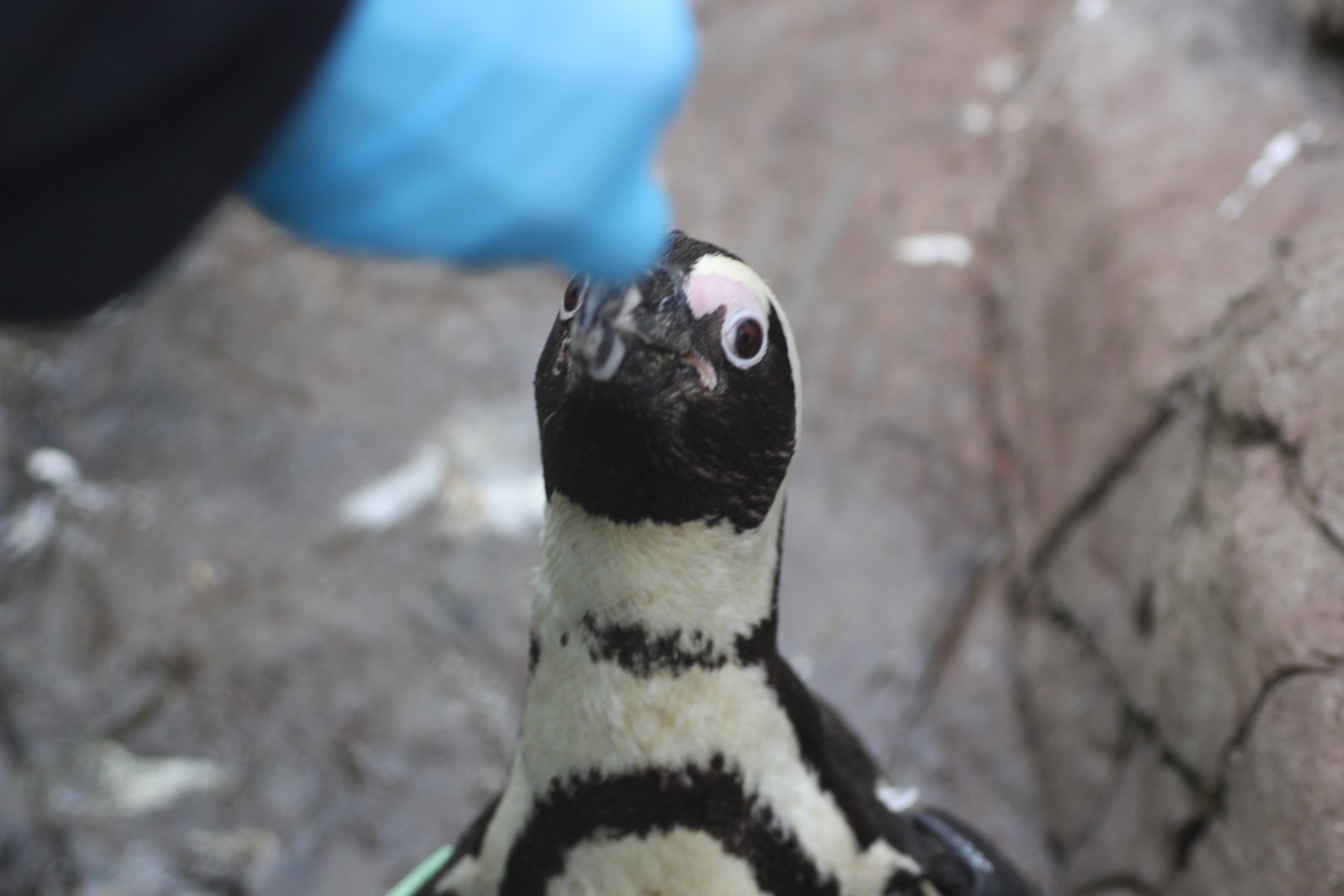 Hand feeding a Penguin