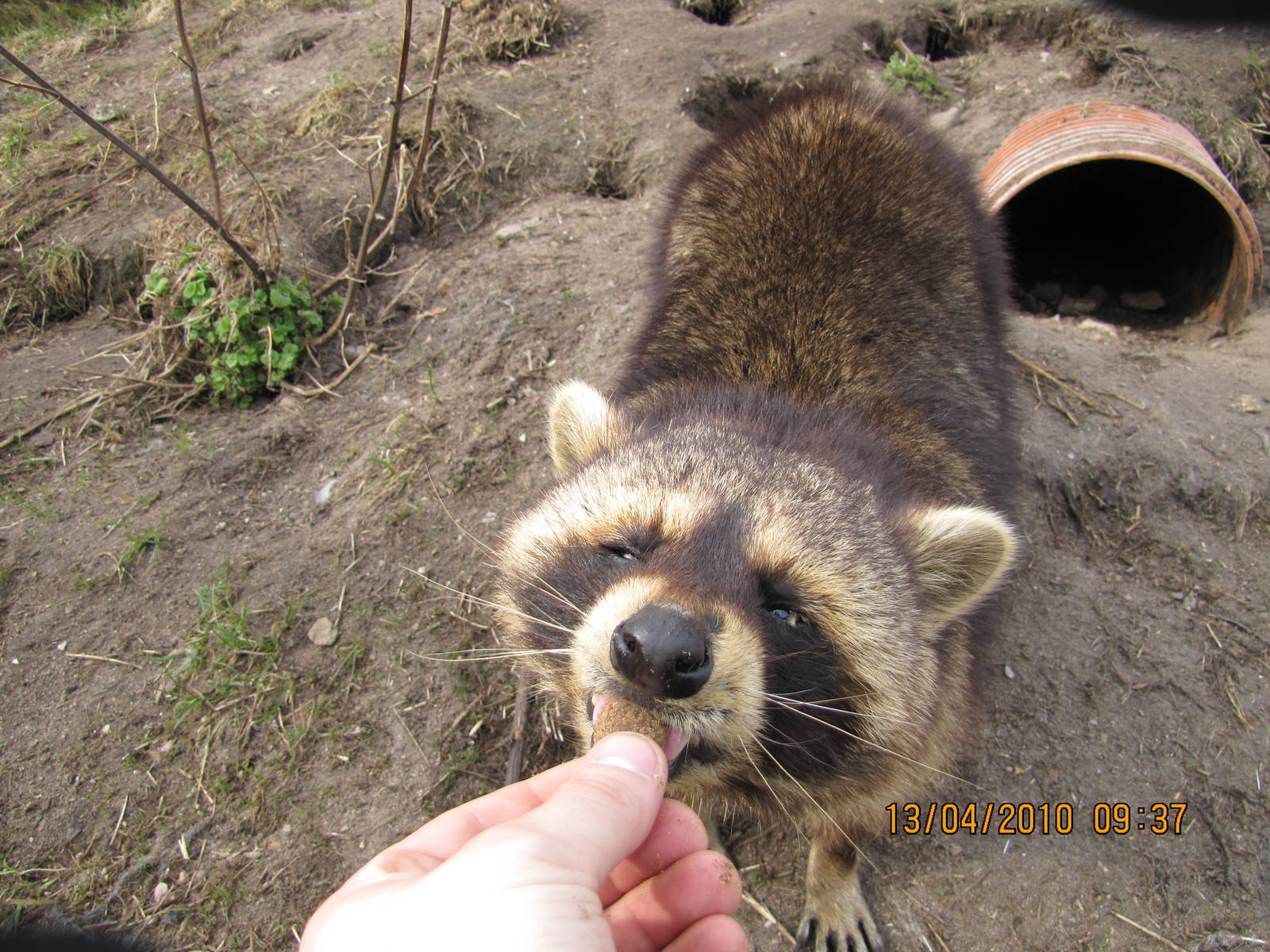 hand feeding a raccoon