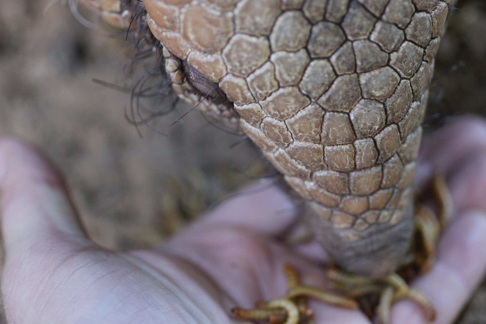 Hand feeding an Armadillo
