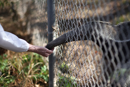 hand feeding anteater