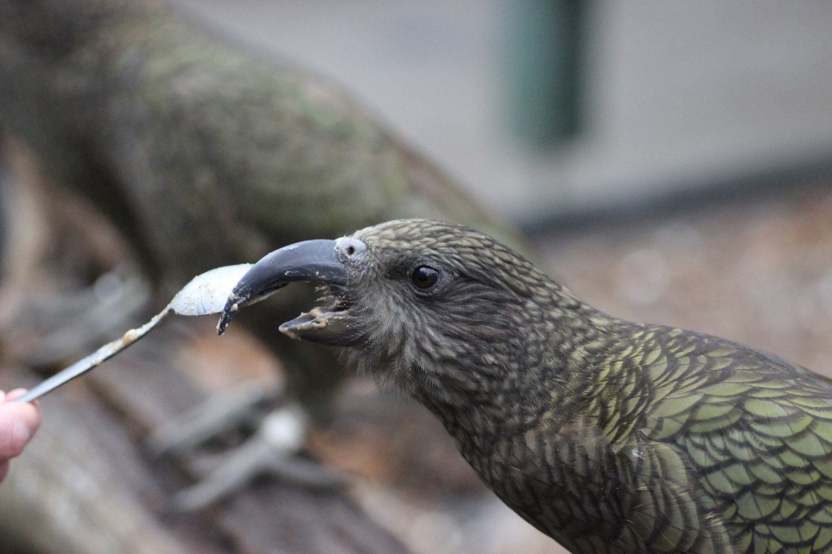 Hand feeding the Kea Peanut Butter