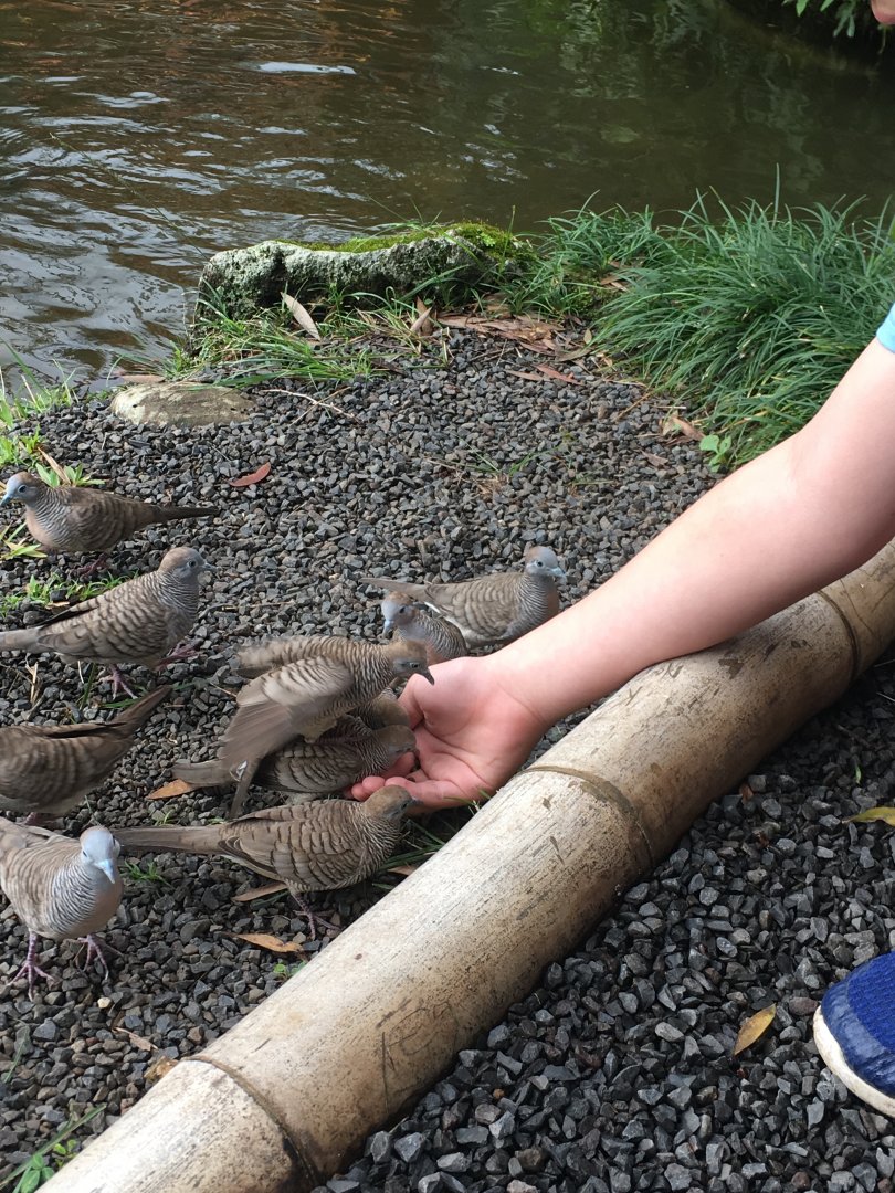 Hand-feeding wild Zebra Doves