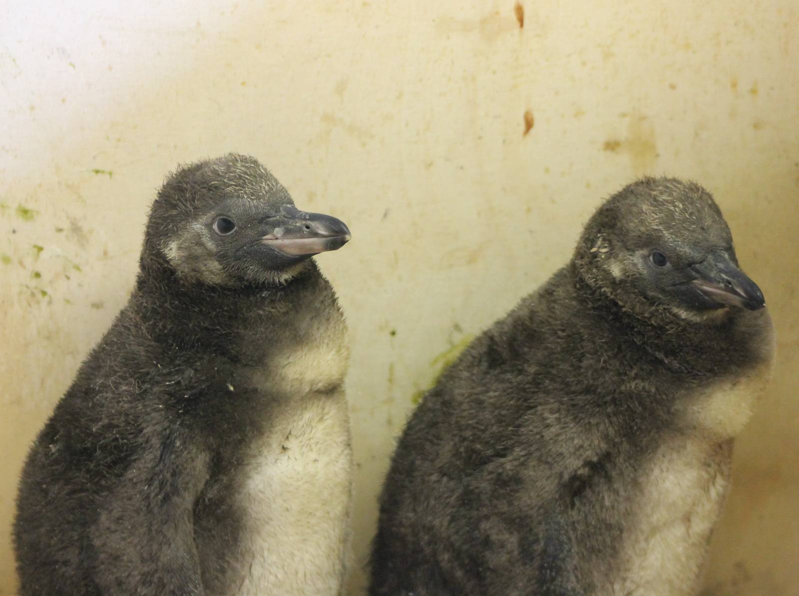 Hand-raised Humboldt penguins