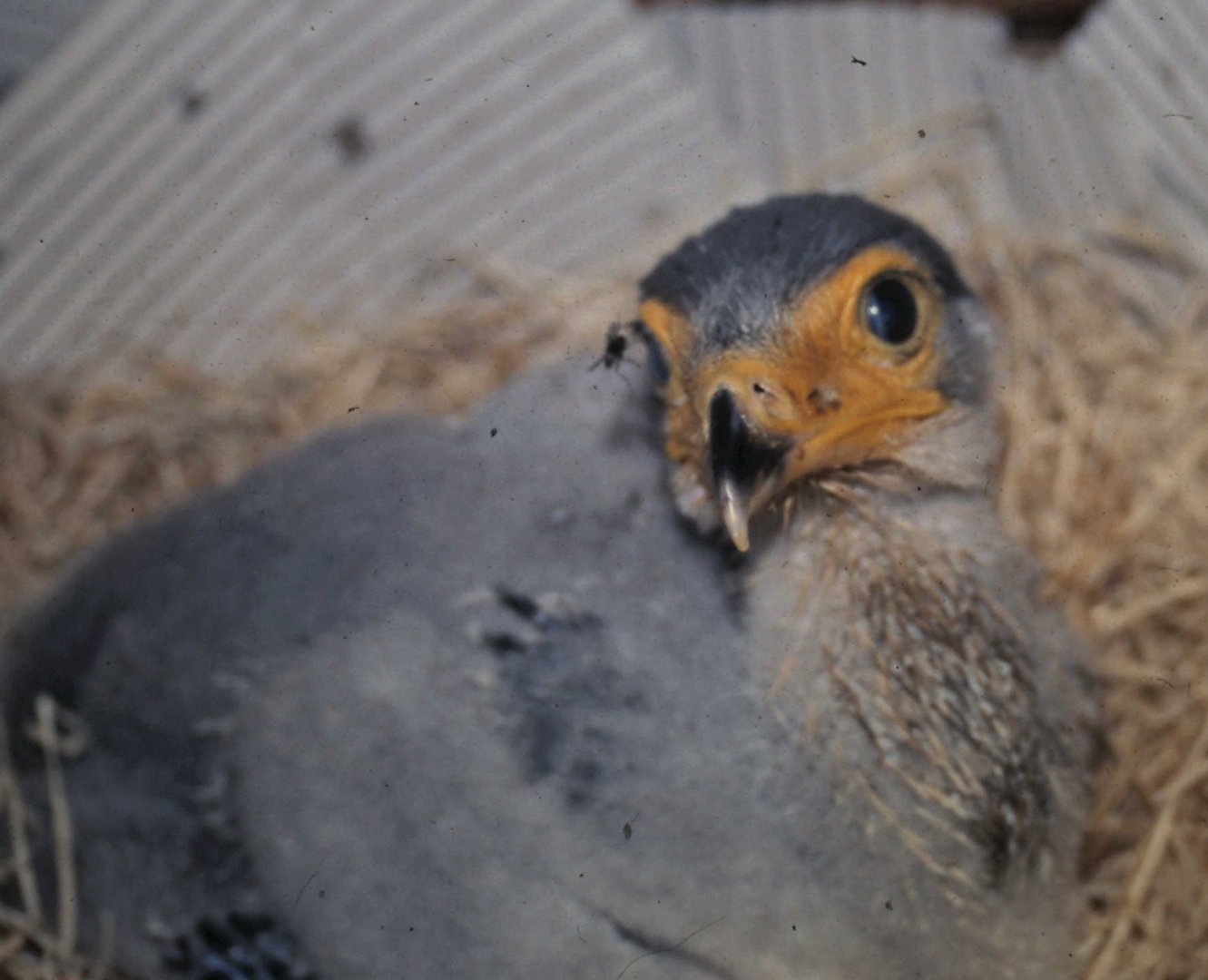 Hand-raised Secretary bird