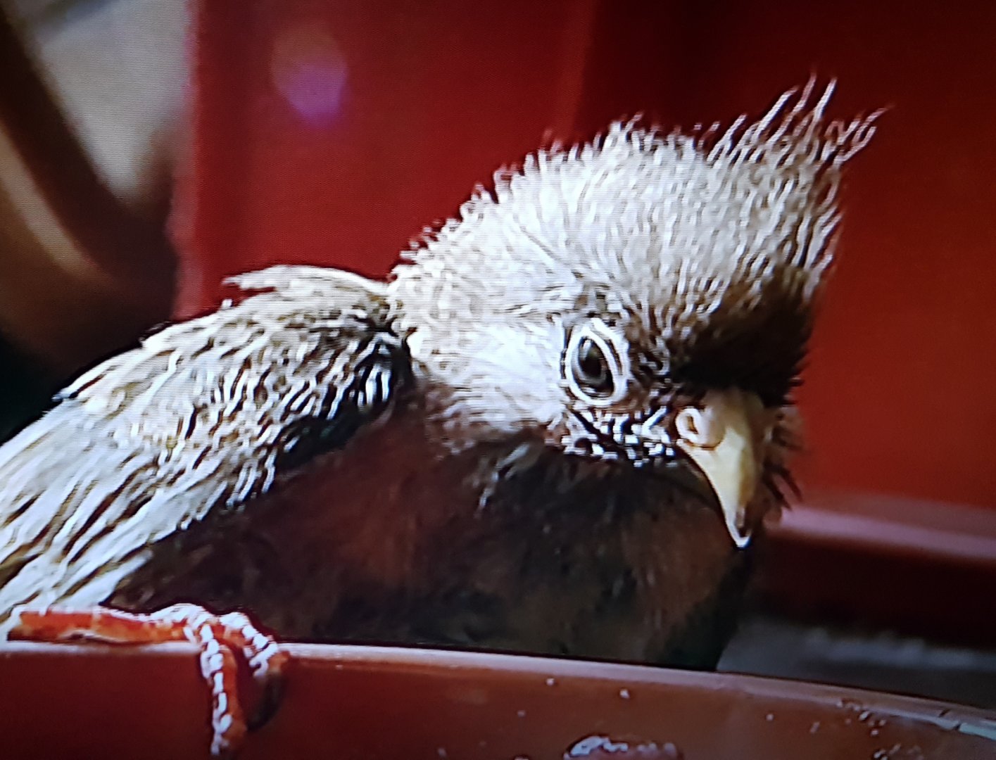 Hand-raised Specled mousebird