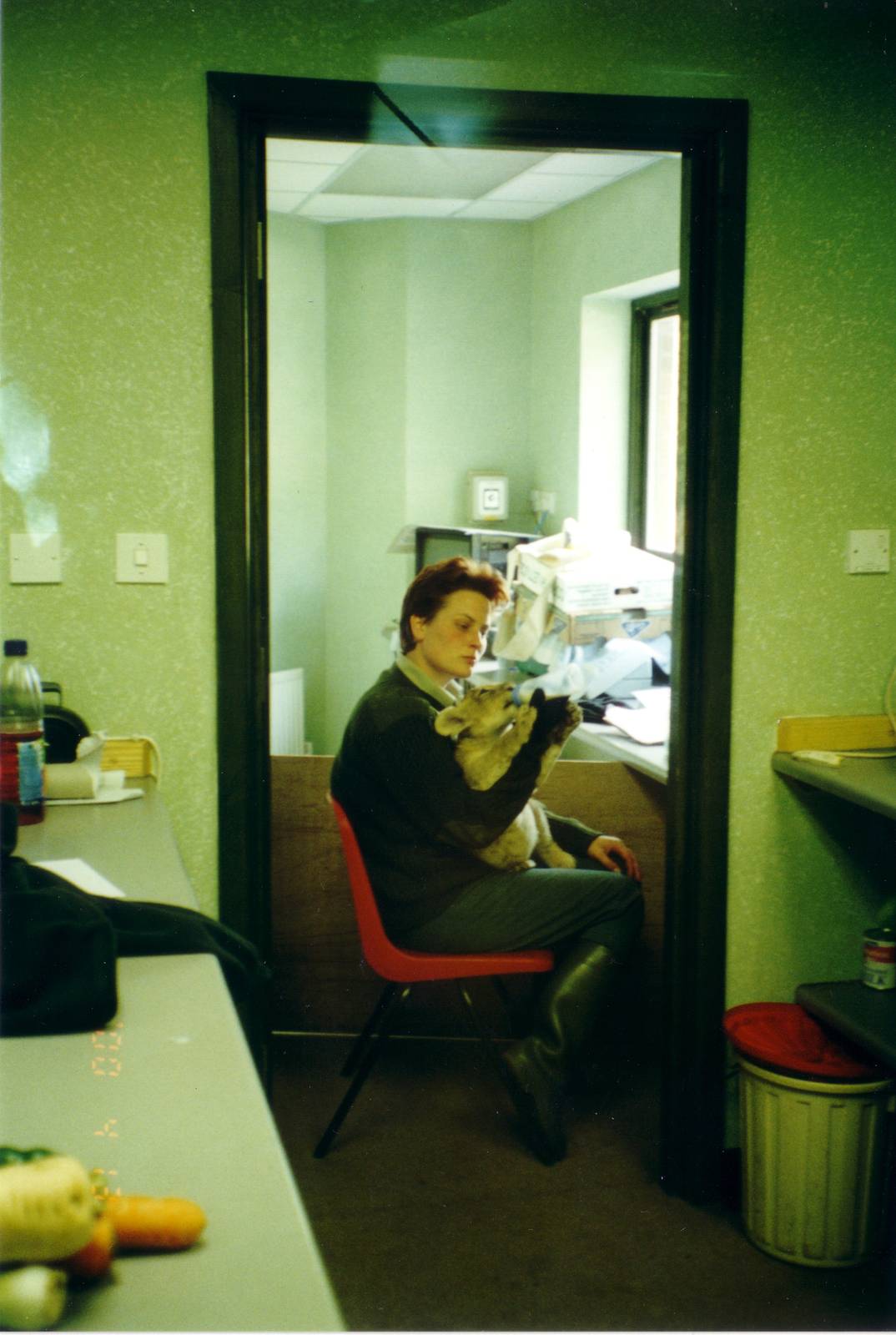 Hand-reared Asiatic lion cub, 13 April, 2000